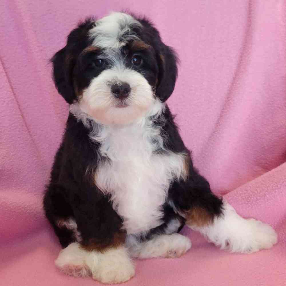 carousel pet images