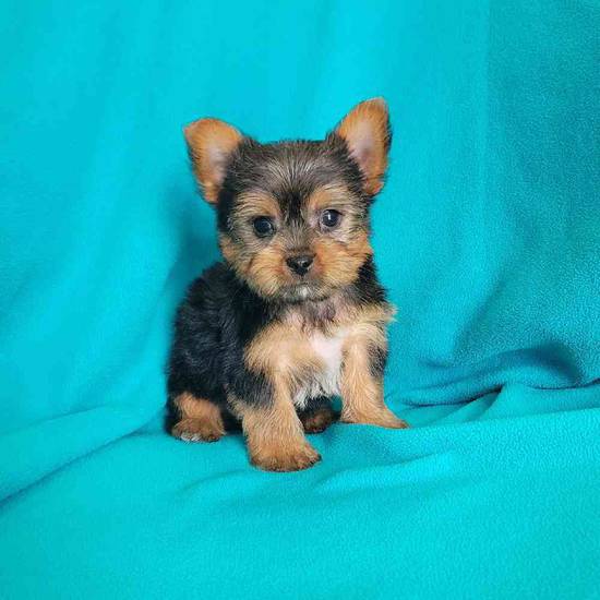 Yorkie