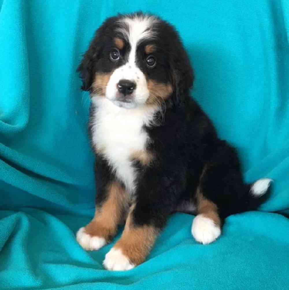 Male Bernese Mountain Dog Puppy for Sale in St. Charles, IL