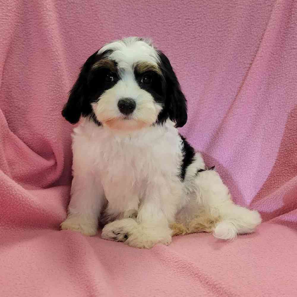 carousel pet images