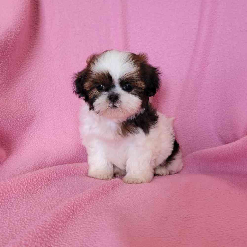 carousel pet images