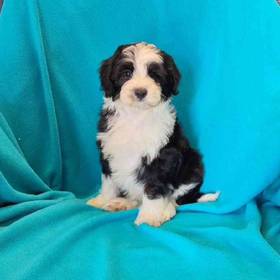 Mini Sheepadoodle