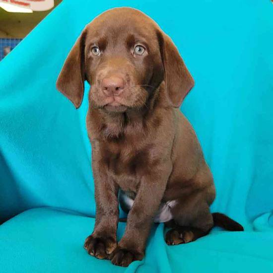 Labrador Retriever