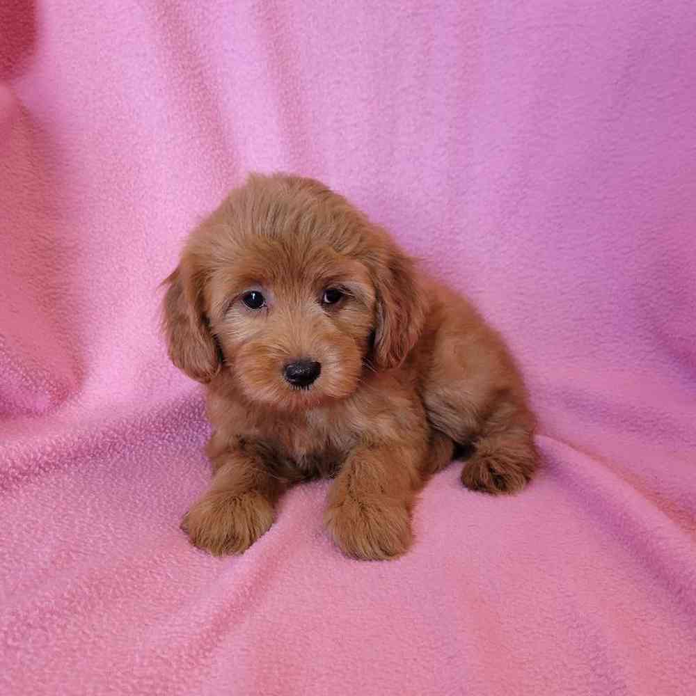 Female Mini Goldendoodle Puppy for Sale in St. Charles, IL