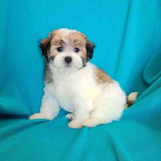 Morkie