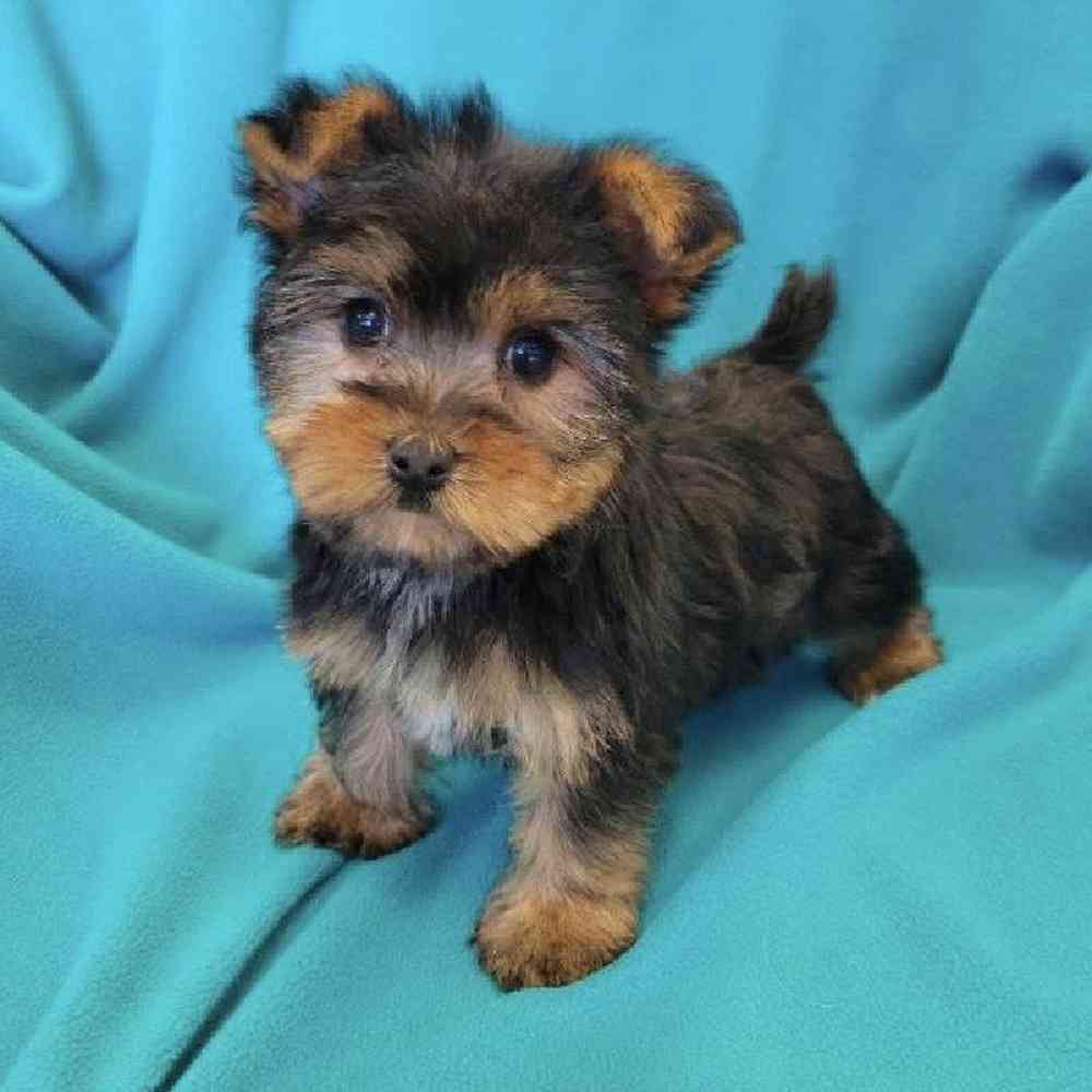Male Yorkie Puppy for Sale in St. Charles, IL