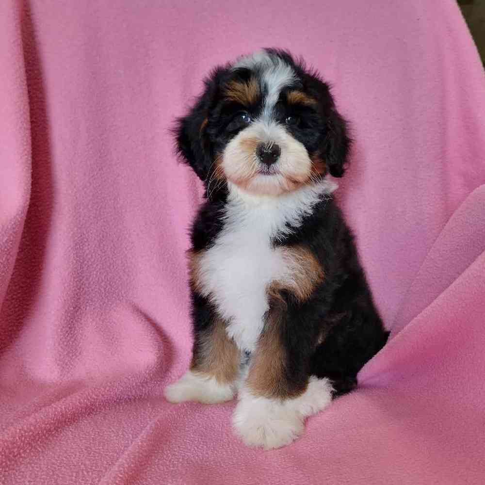 carousel pet images