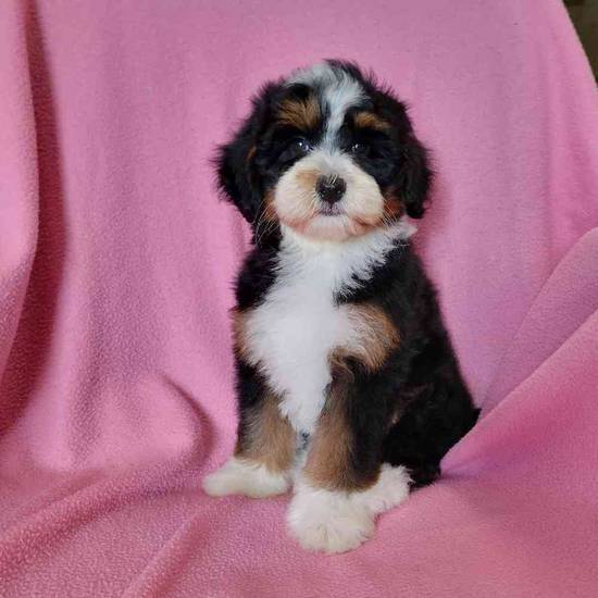 Mini Bernadoodle