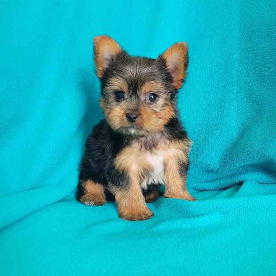 Yorkie