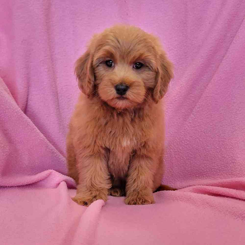 carousel pet images
