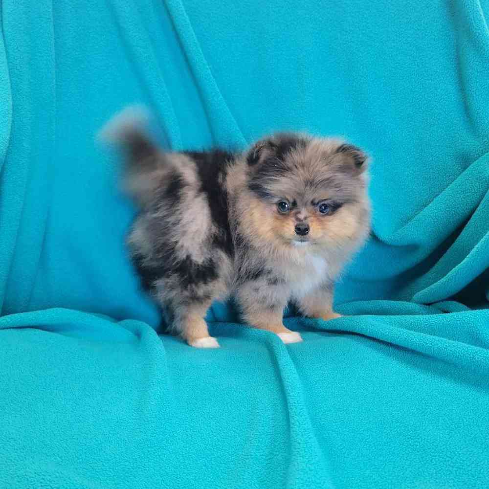 carousel pet images