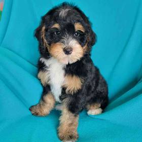 Mini Bernadoodle