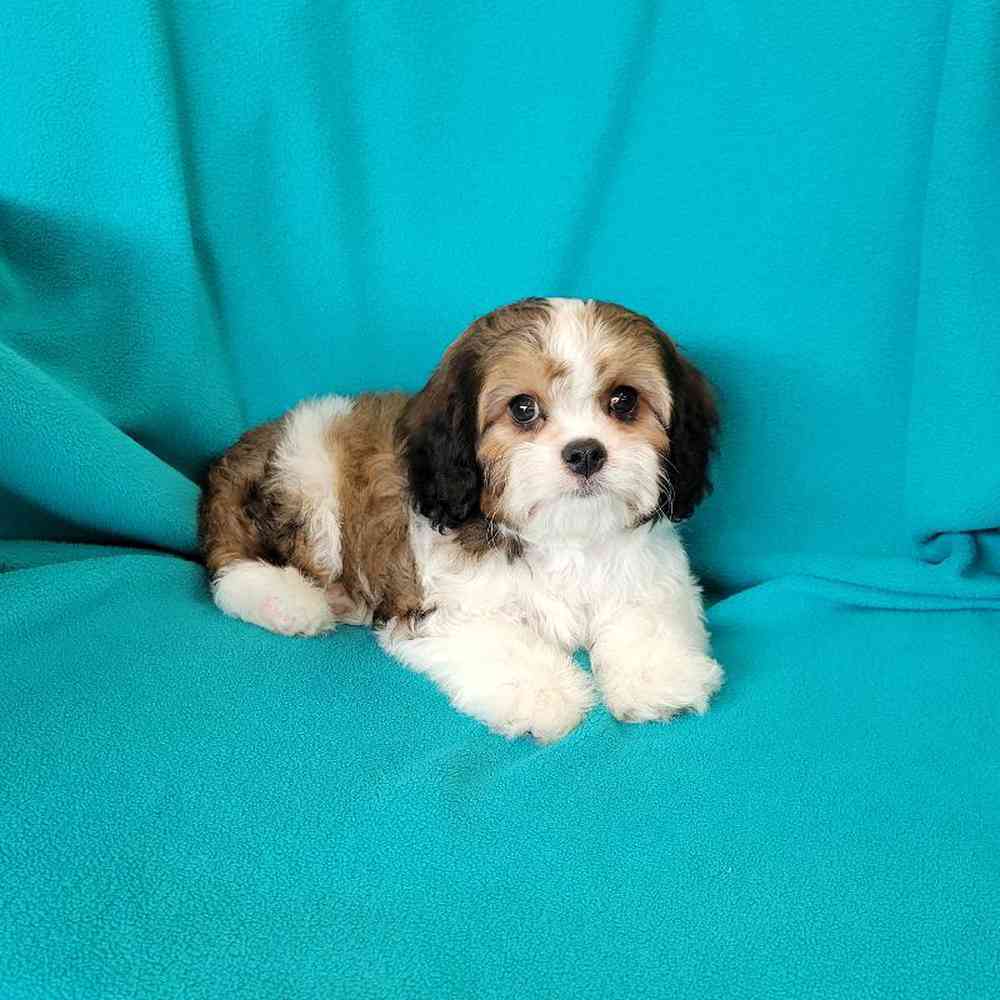carousel pet images
