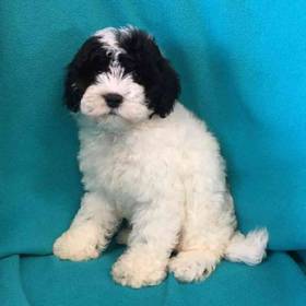 Cavapoo