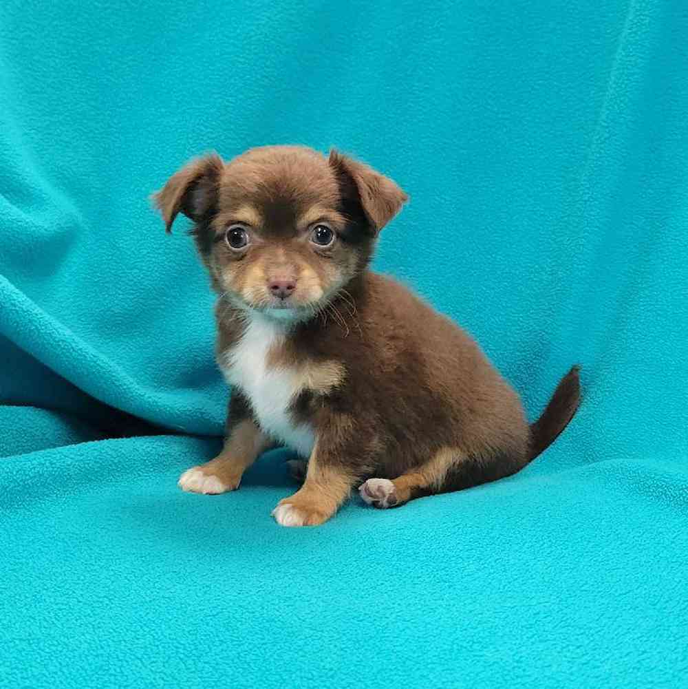 carousel pet images