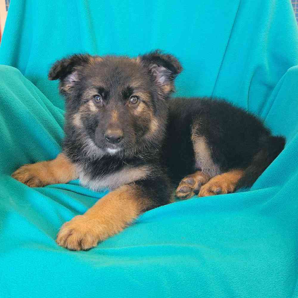 Male German Shepherd Puppy for Sale in St. Charles, IL