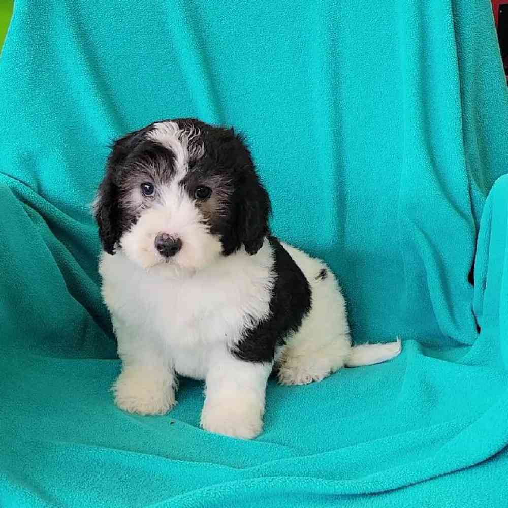 Sheepadoodle puppy finder hot sale