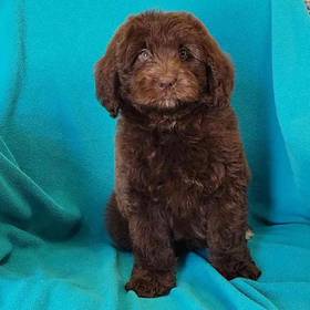 Newfoundland-Poodle