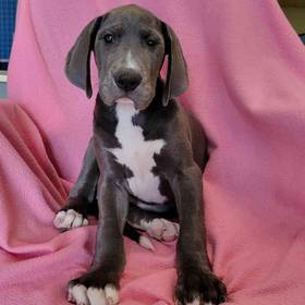 Great Dane