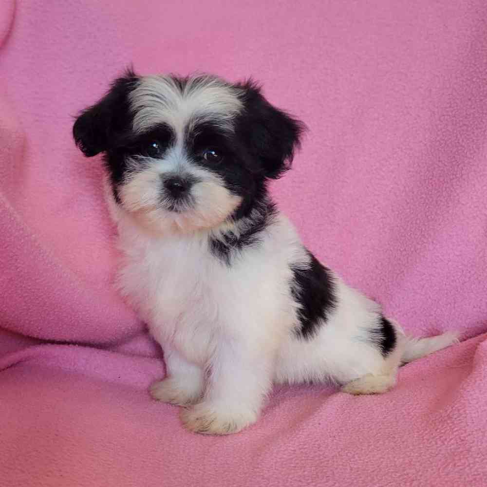 carousel pet images
