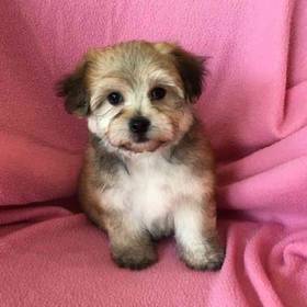 Yorkie-Poo