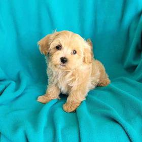 Maltipoo