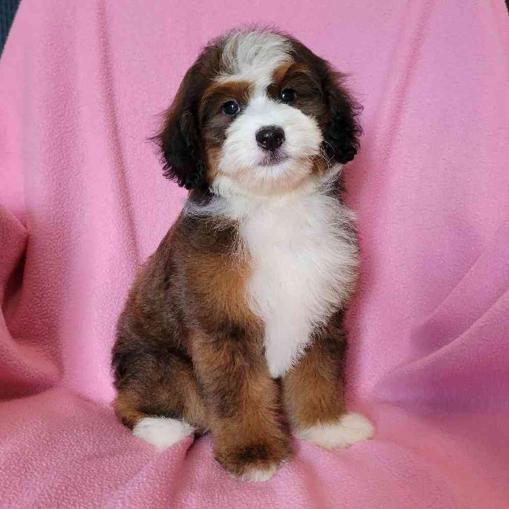 carousel pet images