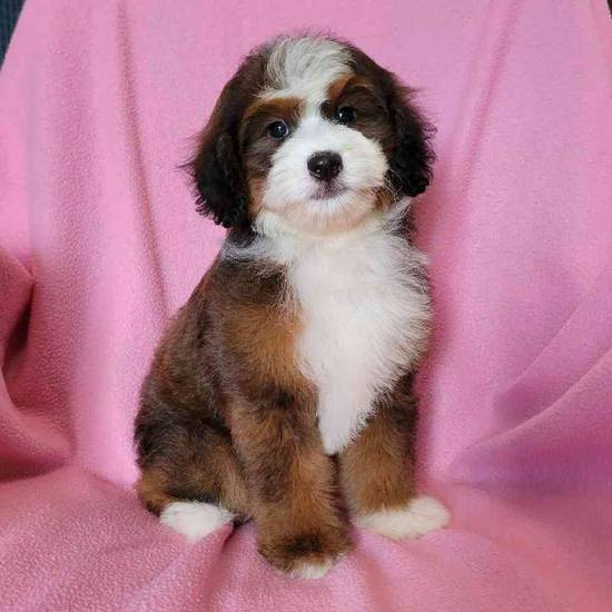 Mini Bernadoodle