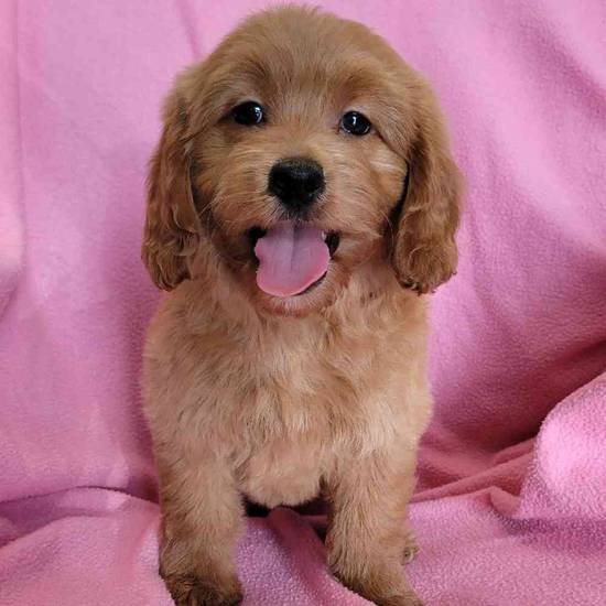 Mini Goldendoodle