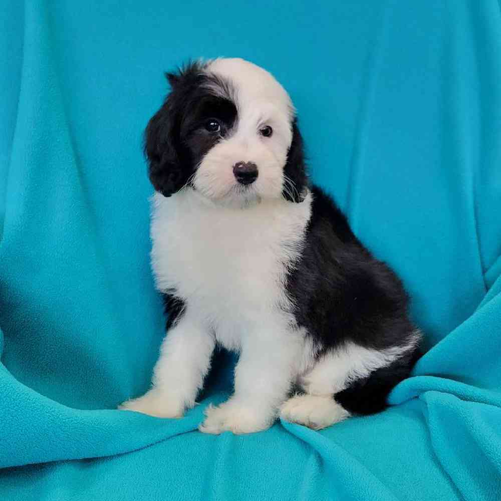 carousel pet images