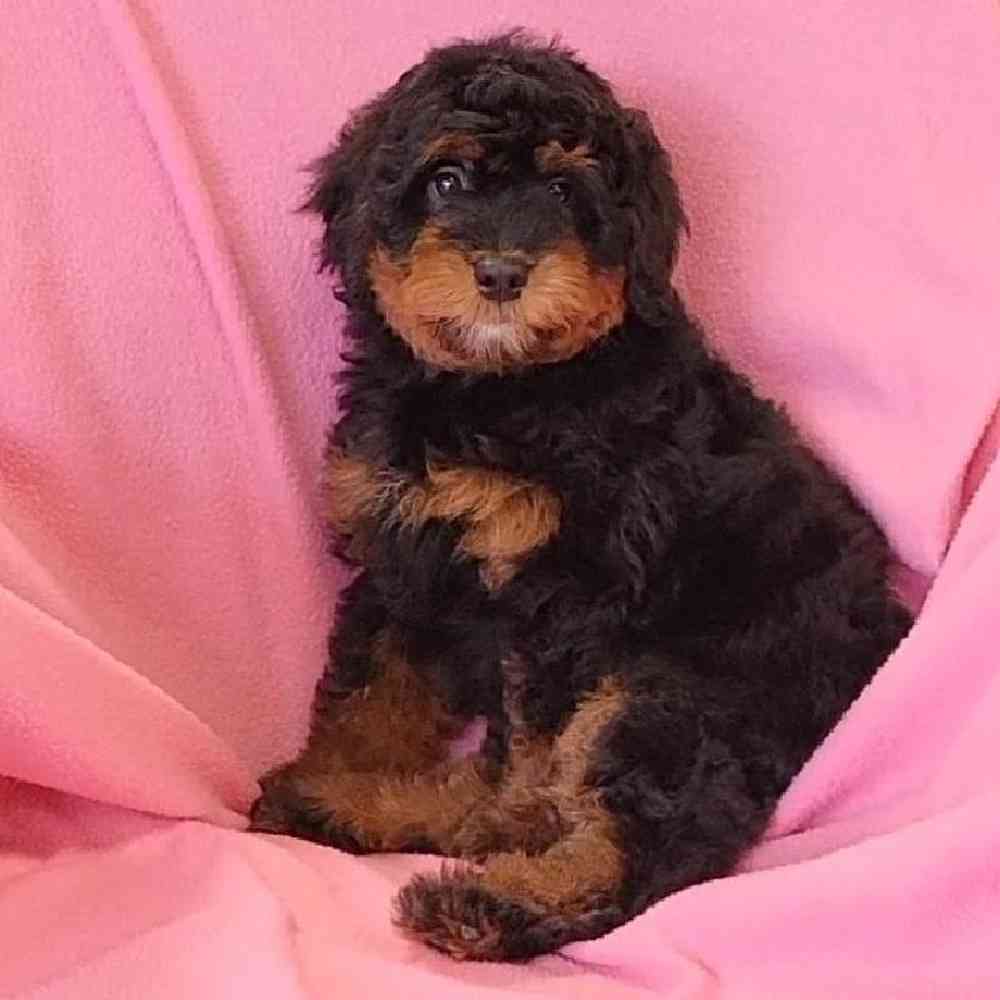 carousel pet images