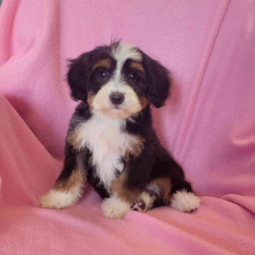 carousel pet images