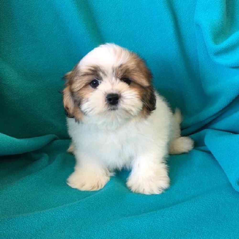 carousel pet images