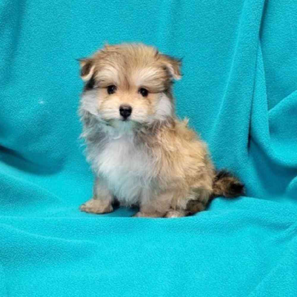 Male Malti-Pom Puppy for Sale in St. Charles, IL