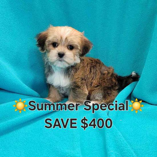 Shorkie