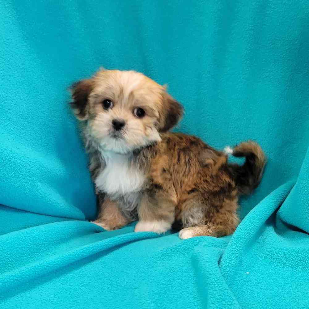 carousel pet images