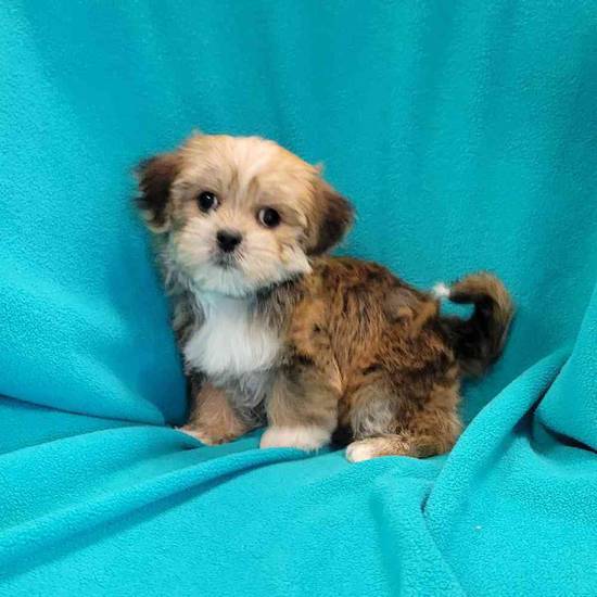 Shorkie