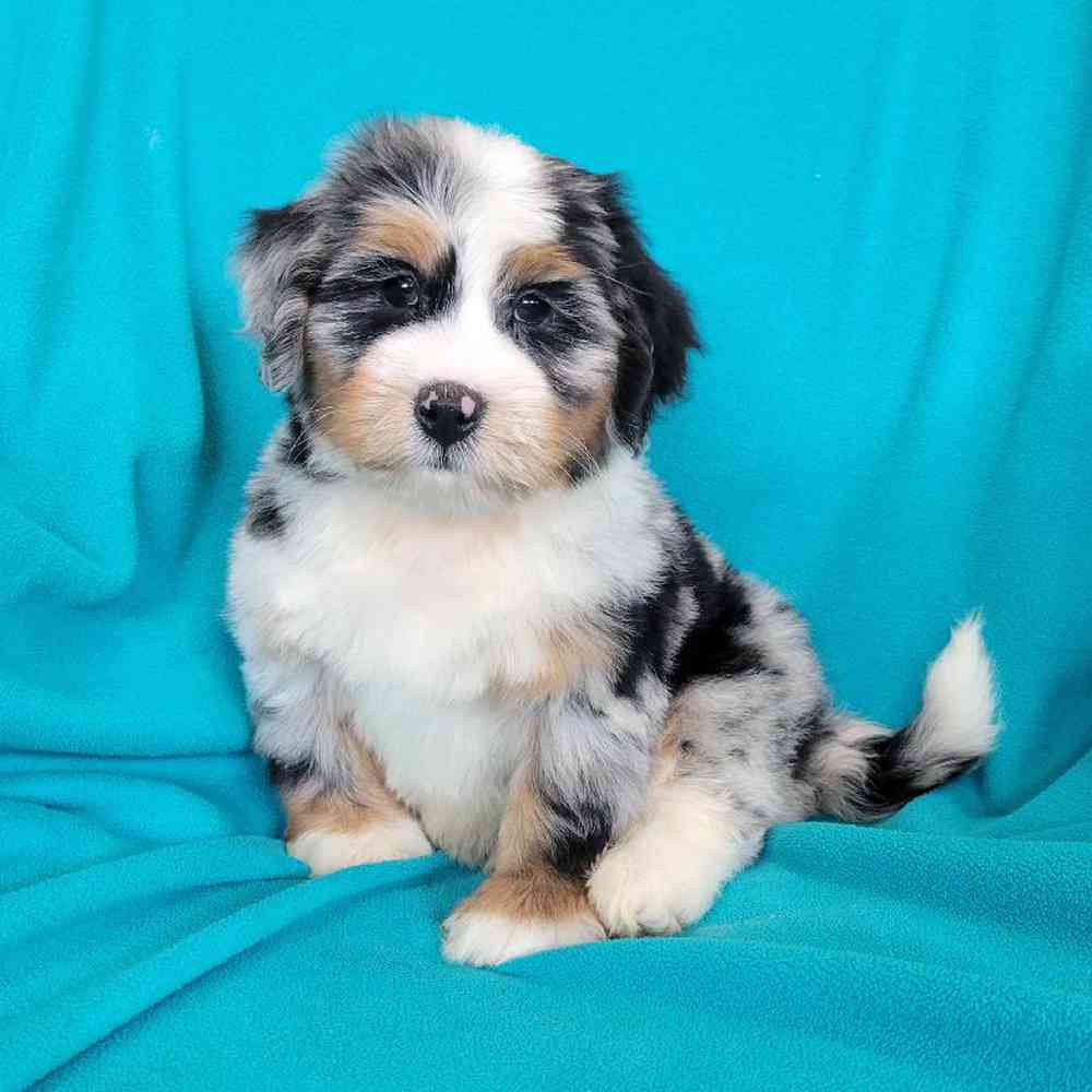 carousel pet images
