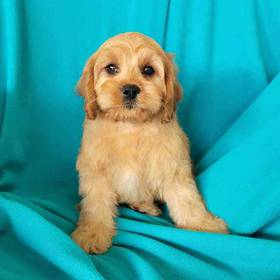 Cavapoo