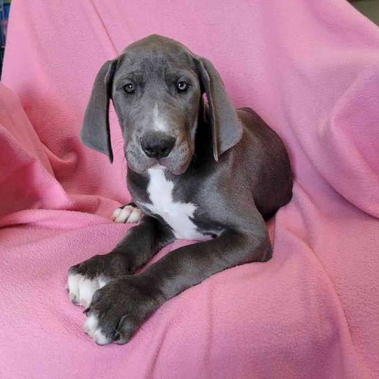 Great Dane