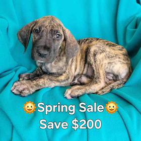 Great Dane