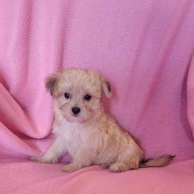Morkie