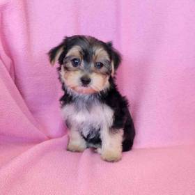 Morkie