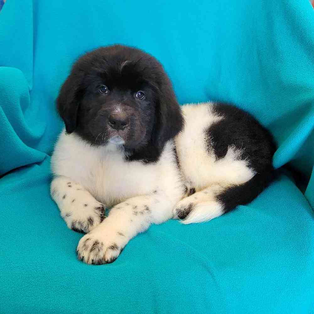 Image of a pet breed in the gallery