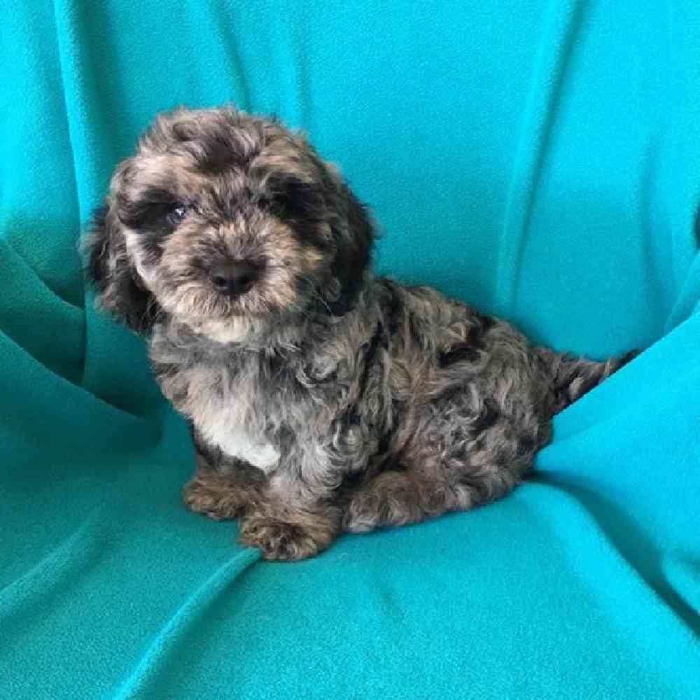 carousel pet images