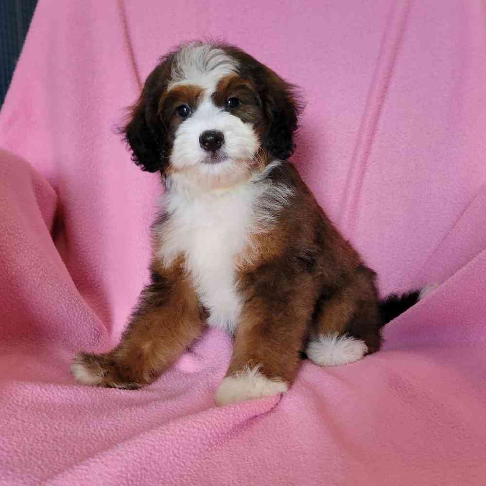 carousel pet images