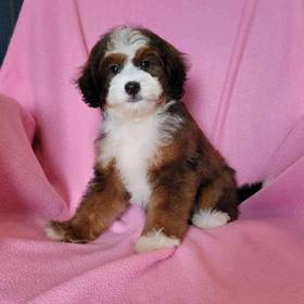 Mini Bernadoodle
