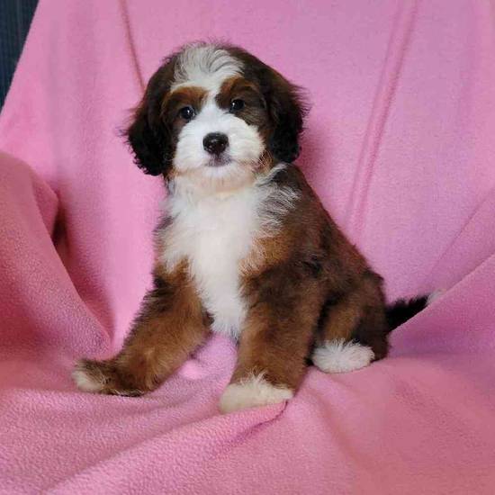 Mini Bernadoodle
