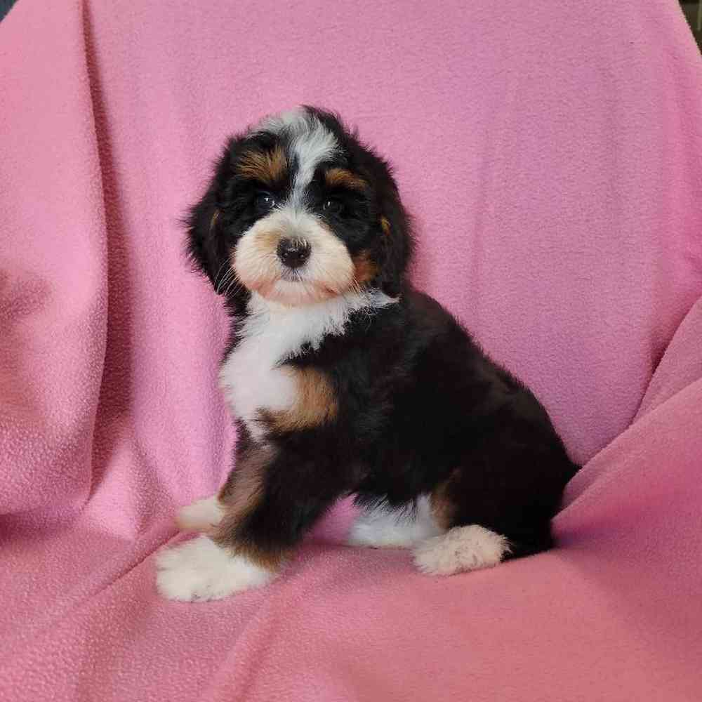 carousel pet images
