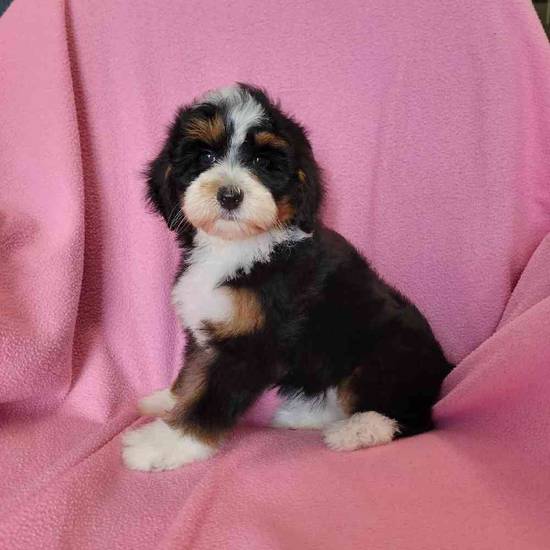 Mini Bernadoodle